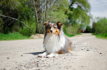 Cute tricolor dog sheltie is lying on the road in forest. Happy playful shetland sheepdog in the village