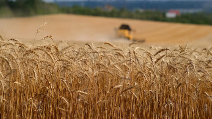 Combine harvester gathers the wheat crop. Wheat harvesting shears. Combines in the field Food...