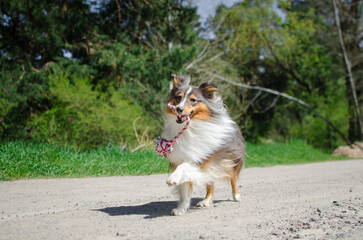 Cute tricolor dog sheltie is running and playing with red and white toy rope. Happy playful...