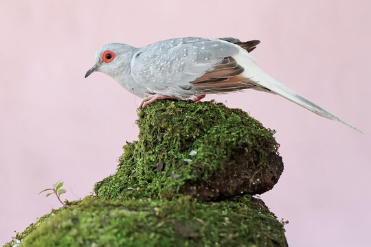 A diamond dove is looking for food on the ground overgrown with moss. This bird, which has a native habitat on the Australian continent, has the scientific name Geopelia cuneata.