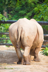 Fototapeta premium The body proportions of a rare wild rhinoceros in zoo