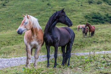 A herd of horses on an alpine mountain pasture between Allgaeu and austria in summer at a rainy day outdoors