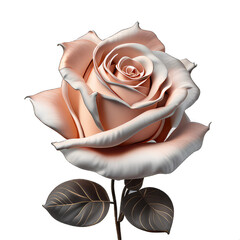 rose on white background