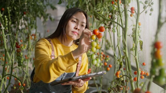 Farmer worker controls the growth of tomatoes using a tablet computer in green house.Farmer businesswoman,Growing tomatoes,Vegetable business,technology Greenhouse with tomatoes,Successful Farm Owner.