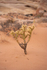 Plant in Desert