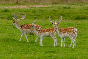 Naklejka na ściany i meble Fallow deer stags with large antlers in a field of green grass