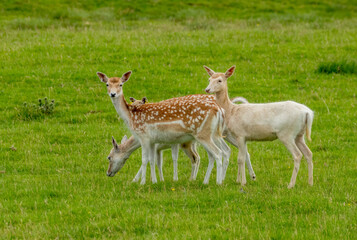 Naklejka na ściany i meble Small herd of fallow deer including a white fallow deer in a green field