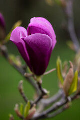 Magnolii flower on spring IV