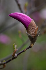 Magnolii flower on spring II
