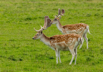 Naklejka na ściany i meble Fallow deer stags with large antlers in a field of green grass