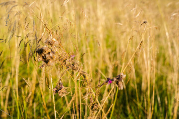 flowers in the meadow