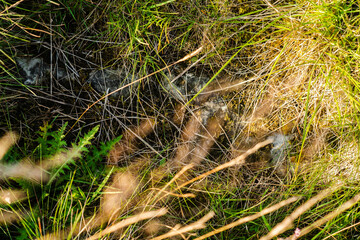grass in the forest texture