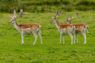 Naklejka na ściany i meble Fallow deer stags with large antlers in a field of green grass