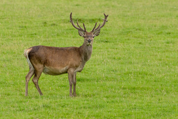 Red deer stag with large antlers in a field of green grass