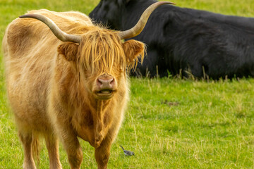 Highland cow with big horns in a green field in the Scottish Highlands