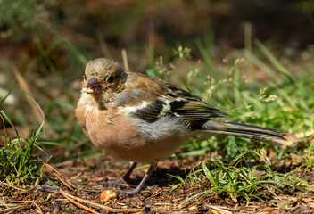 Juvenile male chaffinch in the sunshine on the forest floor foraging for seeds