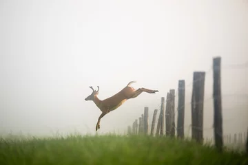 Schilderijen op glas White-tailed deer buck jumping a fence © Tony Campbell