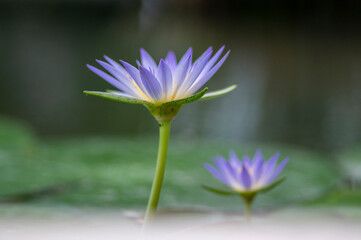 Nymphaea caerulea savigny water lily plant in bloom, beautiful flowering lotus flowers in garden pond