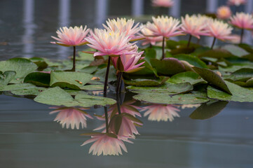 Nymphaea tropic sunset light aquatic flowers in bloom the pond with green leaves, group of pale...