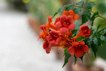 Campsis radicans orange red flowering plant, group of trumpet flowers in bloom on shrub branches