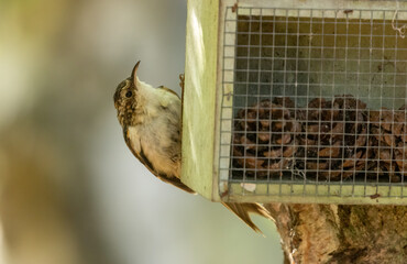Tree creeper bird looking for insects around a box on a tree in the woodland 