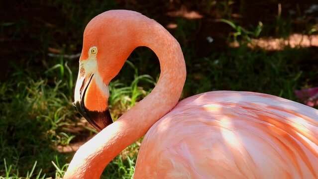Close up shot of cute pink flamingo