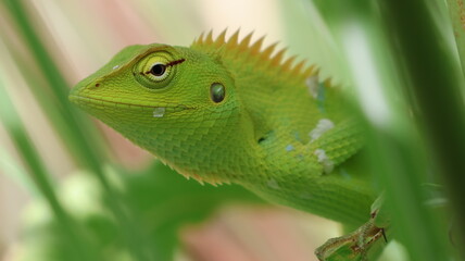 green lizard on a branch