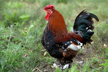 Red and black cock on the green grass. A pet rooster in the garden.