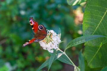 European peacock butterfly on white flowers of summer lilac