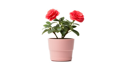 Rose flowers plant pot transparent background. Rose flower png