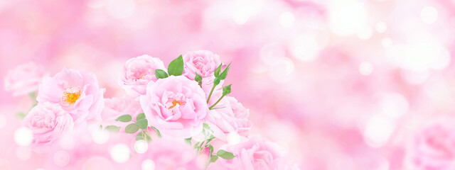 Fototapeta na wymiar Beautiful pink roses on the blurred background