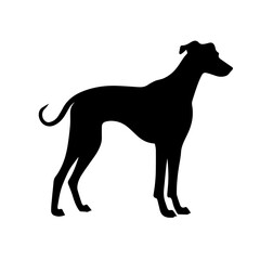 Grayhound Standing Silhouette