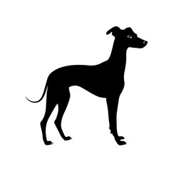 Obraz premium Italian Greyhound Standing Silhouette