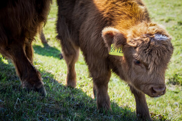 Ein Muh von Langeoog
