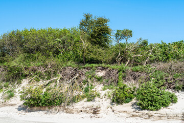 Strandgefl&uuml;ster am Ostende
