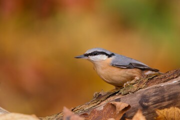 Obraz premium Beautiful portrait of a eurasian nuthatch. Autumn scene with a songbird. Sitta europaea. Wildlife scene from autumn forest.
