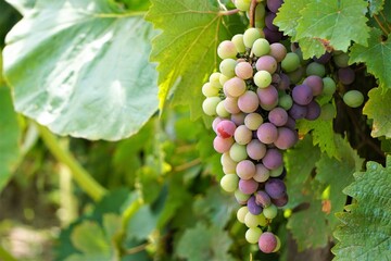 Ekologiczne winogrona dojrzewają na słońcu. Kiść winogron rośnie wśród liści. Na zdjęciu widać różne odcienie owoców winogrona. - obrazy, fototapety, plakaty