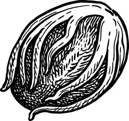 Mace spice ink sketch.