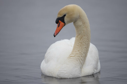 Mut swan