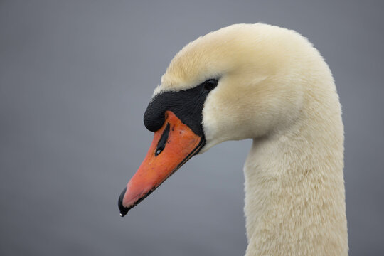 Mute swan