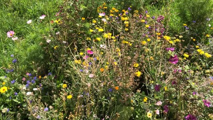 meadow with a lot of colorful flowers, cultivated for species protection and insects