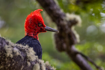 Magellanic woodpecker (Tierra del Fuego, Patagonia, Argentina, Chile)