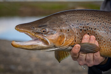 Sea trout from Tierra del Fuego (Chile, Argentina, Tierra del Fuego, Patagonia)