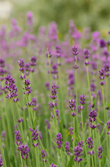 Blooming lavender close-up, lavender field, natural background, herbs, natural cosmetics.