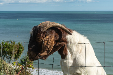 Bournemouth, UK - August 6th 2023: Boer Goat on the West Cliff with the sea in the background.