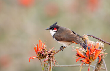 The  red-whiskered bulbul (Pycnonotus jocosus), or crested bulbul, is a passerine bird native to...