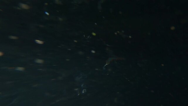 Worm Polychaeta Nereis virens (Alitta virens) from family Nereididae. Swims in water column and throws sperm during spawning for reproduction. White Sea