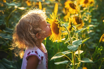 A child in a field of sunflowers Ukraine. Selective focus.