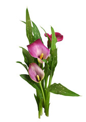 Small bush with pink flowers and green leaves of Zantedeschia (calla) isolated on white or...
