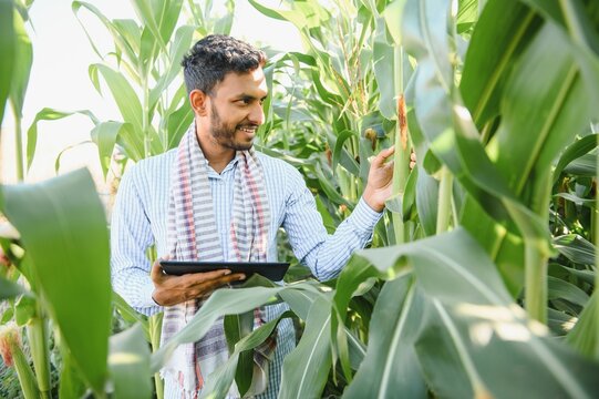 Indian farmer using tablet at agriculture field. An agronomist inspects the corn crop.